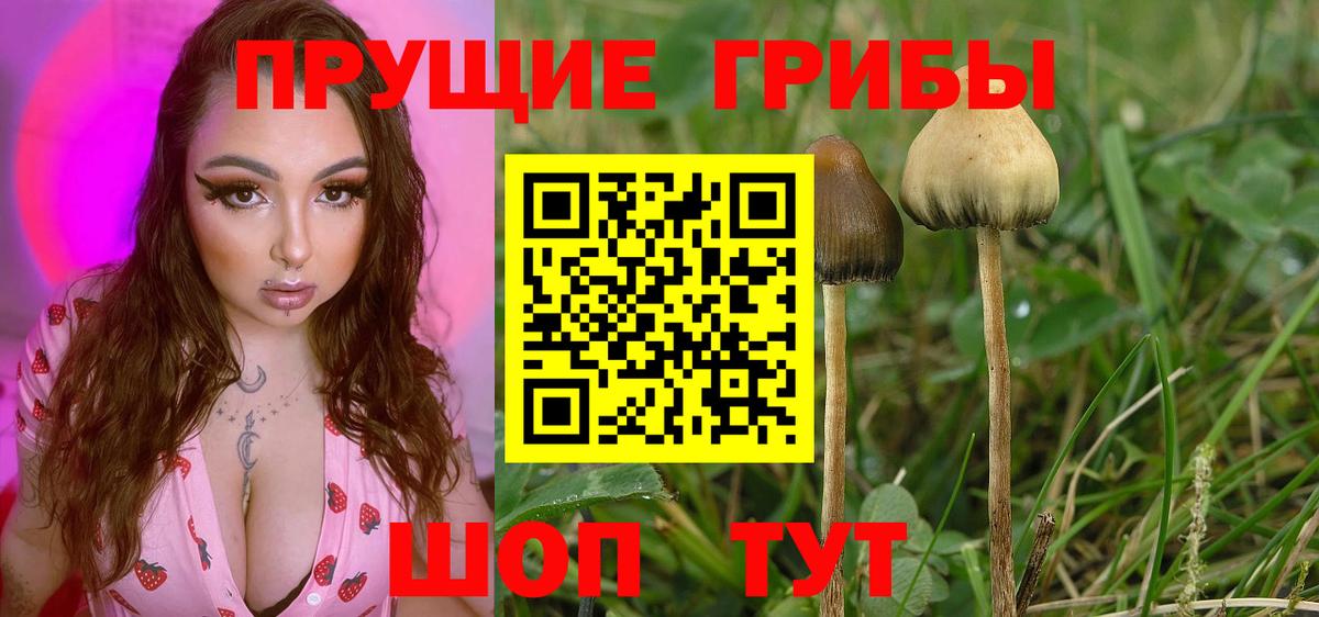 Псилоцибиновые грибы прущие грибы Можайск